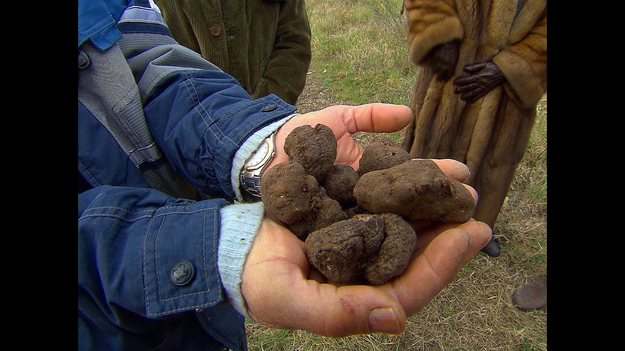 Truffles The Most Expensive Food in the World YouTube