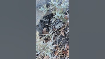 Great basin rattle snake vs gopher snake. #snakes #outdoors #safety #desert #rattlesnake
