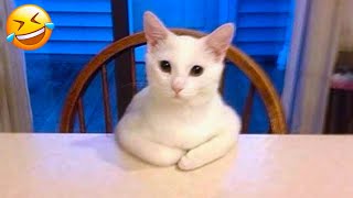 Most Hilarious Dog And Cat Videos 🐈😘🐕 - Best Funny Thoughts And Actions Of Animals 🤣 #28
