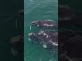 Baleines Le Rôle écologique De Ces Mammifères