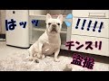 こっそり隠し撮りに気付いてしまった犬の反応ww【フレンチブルドッグ】