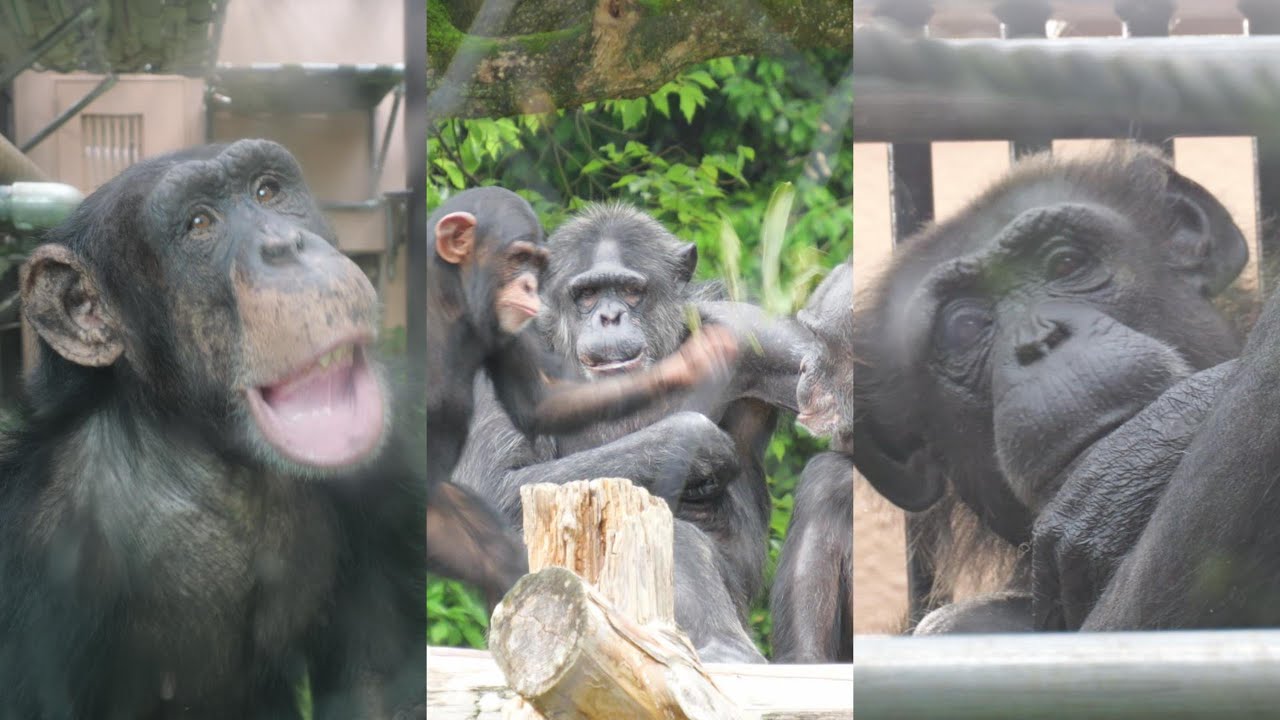 ミルキーとママの同居といたずらっ子アカル　のいち動物公園　チンパンジー　202506