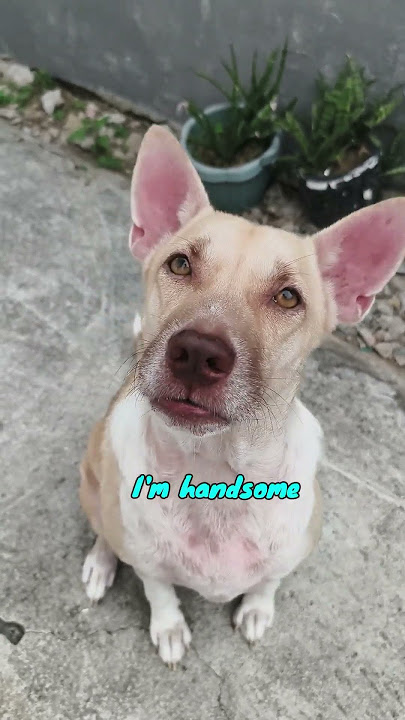 THEO CAN SPEAK ENGLISH #dog #pets #dogshorts #Theo