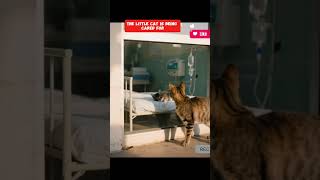 The Little Cat Is Being Cared For