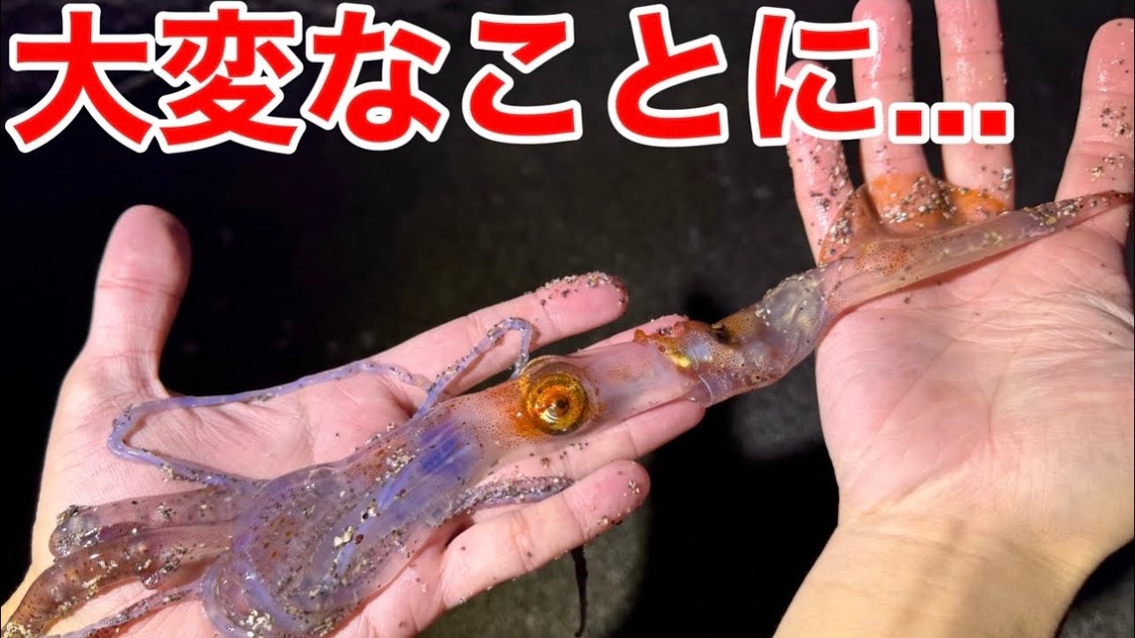 【幻の巨大イカが砂浜に大発生？】ホタルイカに続いて巨大深海イカも？？