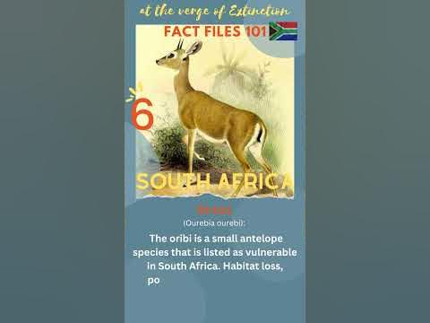 5 South Africa animals verge of extinction - YouTube