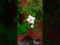 Beauty lies in the eyes of beholder #song #music #gardening #trending #watersong #viral #nature#love
