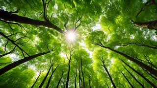 Sunlight Through Trees and Pure Serenity