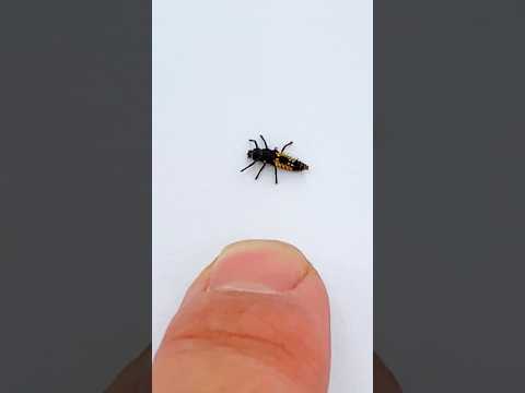 Video: Bug larven: hoe ze eruit zien, hoe ze te verwijderen en typen