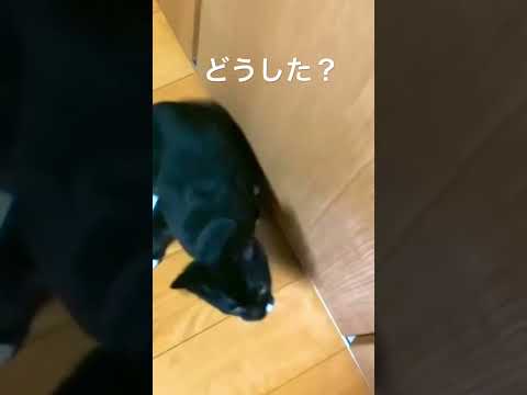 この猫の行動に頭を悩ませています　cat appeal