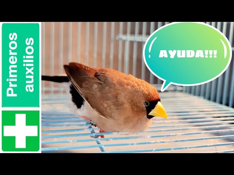 Video: ¿Cómo se calienta un pájaro?
