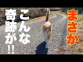 狩に行った山奥の猫が猛ダッシュで泣いて帰る訳!衝撃の現実とハッピーエンド!猫散歩