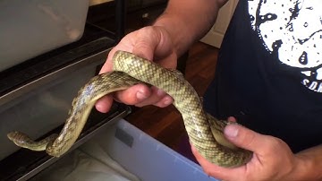 OFFICIAL VIDEO: 2018 4th Annual Southwest Carpet Fest