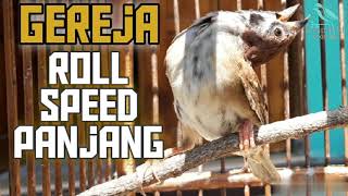 BURUNG GEREJA GACOR DOR,JERNIH DURASI PANJANG