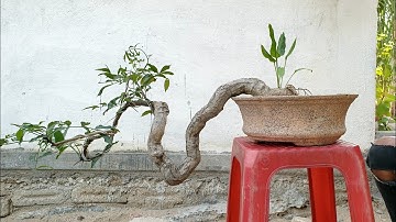 cóc chua dáng thác đổ(X)lh 0795050333