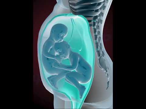 Amazing Twins Inside The Womb 3D Animation