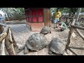 A visit of Prison Island at Stone Town | Changuu Island | Trip to Nungwi, Zanzibar, Tanzania 2021