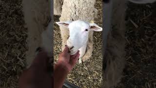 Late for feeding! And the sheep aren’t happy! #dairysheep #farming #farmlife #sheep #sheepfarming