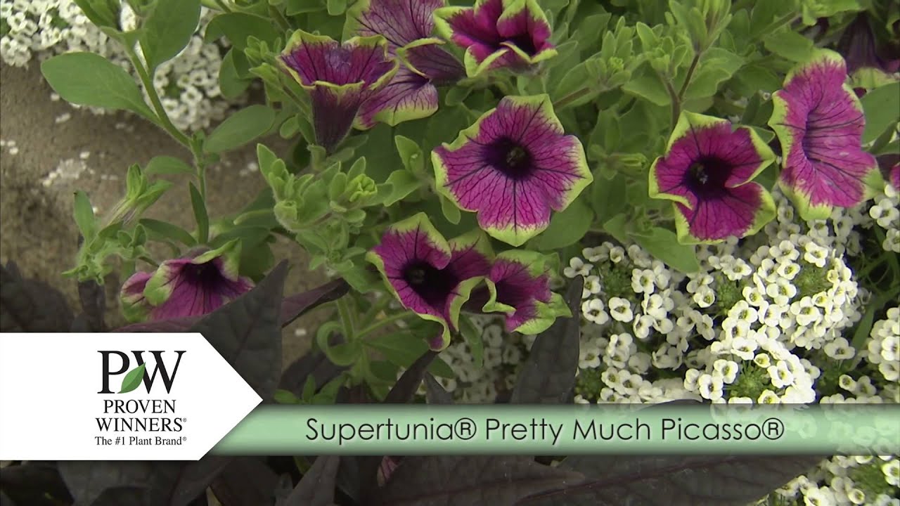 Supertunia® Royal Velvet® - Petunia hybrid