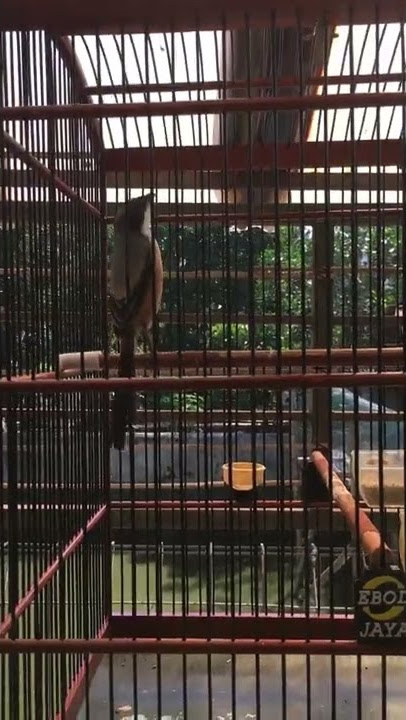 cendet rasa cucak jenggot