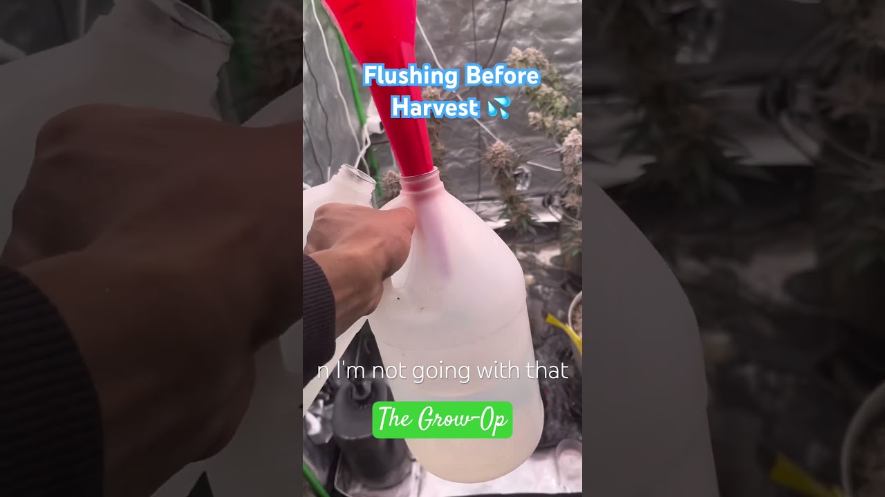 I always flush before harvest wby? 