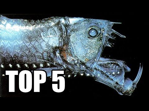 Video: Kamenná ryba – nejjedovatější obyvatel hlubin moře