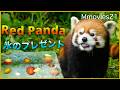 【レッサーパンダに氷プレゼント】マンゴーを必死でカリカリする姿に思わず応援!〜円山動物園 Ice Gift for the Red Pandas