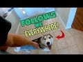 Huskies Follow Owner EVERYWHERE! (Being The Alpha Dog)