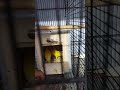Installing Box For Love Bird Loteno Red eye For First Breed in This Season