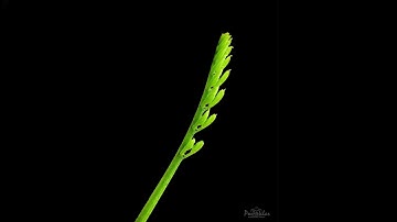 Post Processing Tutorial ~ Snapseed App ~ Creating Black Background ~ Macro Photography