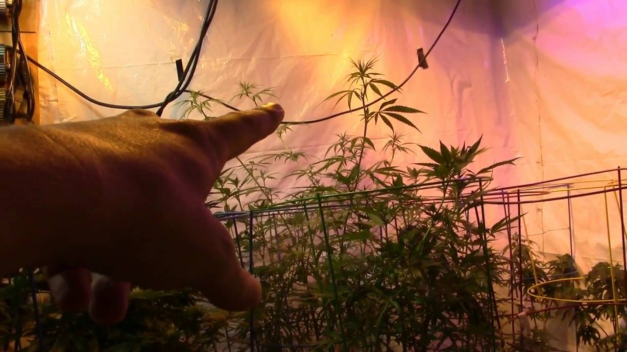 Blue Planet Nutrients Giveaway update