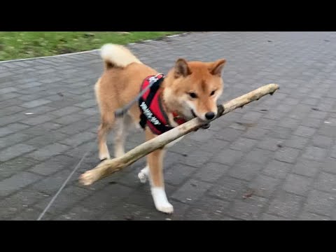 kenji stole a tree