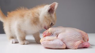Can a kitten eat a chicken the same size as itself?