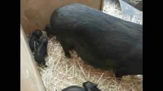 Piglets born Easter 2012 024.avi