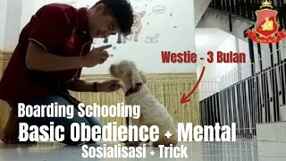 Boarding School Westie 3 bulan Basic Obedience Mental Sosialisasi Tricks