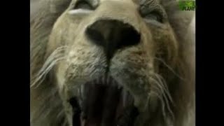Animal Face Off Lion Vs Tiger Re-Sound