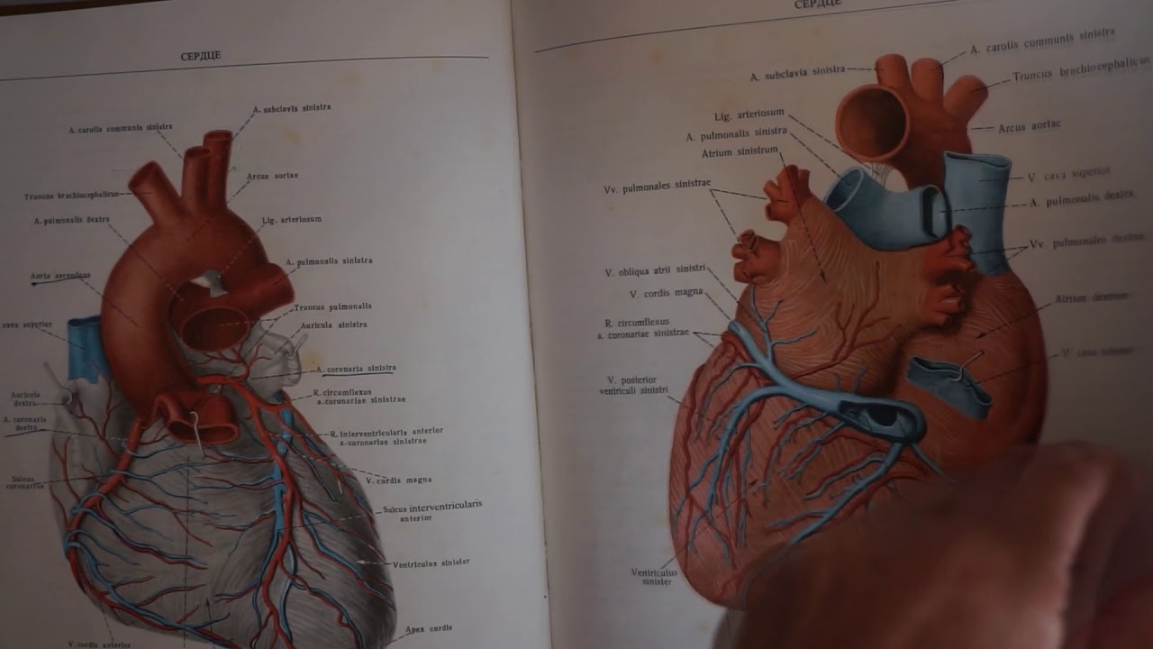 VELIKI I MALI KRVOTOK - Predavanje iz Anatomije i fiziologije