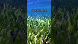 What Is The Largest Living Creature?