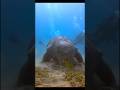 samundar ki ghas khane wala janwar Dugong #animals