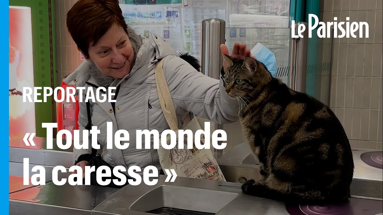 Taga, le chat « mascotte » de la gare RER de Saint-Maur