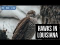 Hawks In Louisiana: 9 Species To Behold In The Bayou State