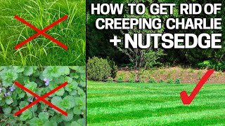 How to Get Rid of Creeping Charlie & Nutsedge in the Lawn  Weed Control Like a Pro