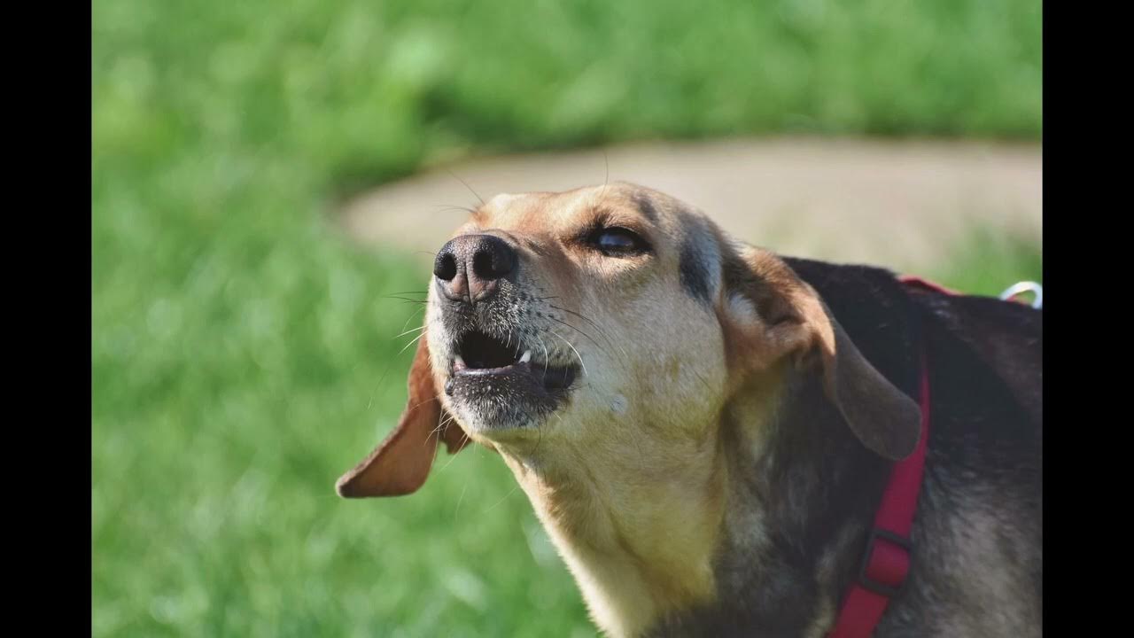 Dog Barking sound effect YouTube