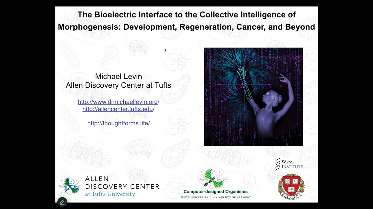 «Биоэлектрический интерфейс к коллективному интеллекту морфогенеза» Майкла Левина