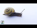 Beautiful snails  2 hours best relaxing music  amazing nature scenery 1080p