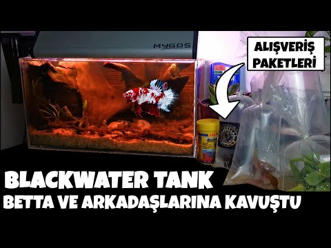 Video: Topluluk Tankındaki Betta ve Betta Balıkları için Tank Arkadaşları