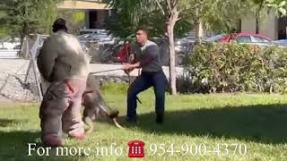 World class Family Protection Dogs Available In Orlando Florida by The K9 Training Academy 456 views 1 year ago 1 minute, 4 seconds