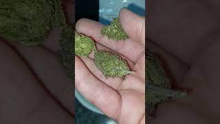 Tweedle Farms Cannatonic Royal Kush CBD hemp flower (is it good?) @TweedleFarms