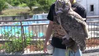 ララがときめいた瞬間~Polar Bear & Great Horned Owl