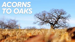 Planting Acorns, Growing Oaks - Denton Parks & Rec